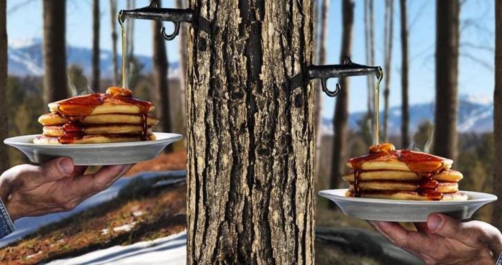 How to Tap a Syrup Tree